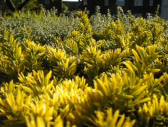 spaceless.com image 225