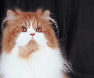 spaceless.com image 720