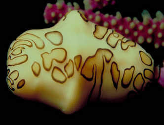 spaceless.com image 725